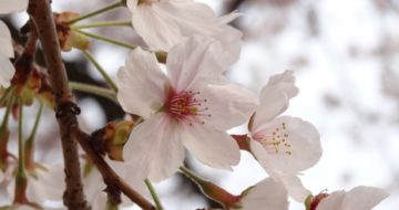 桜の記憶