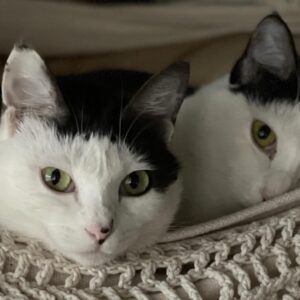 ビフォーアフター〜3本足の猫「はる」の場合