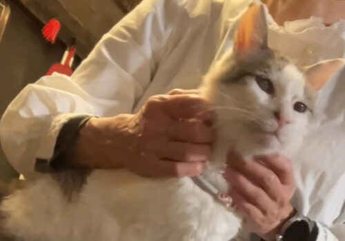 まだまだ家猫トレーニング中