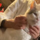 まだまだ家猫トレーニング中