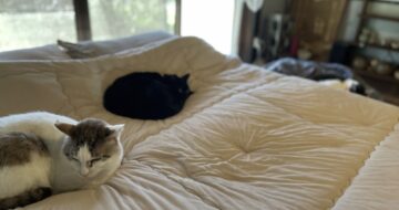 今までにないほど大接近の猫達
