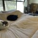 今までにないほど大接近の猫達