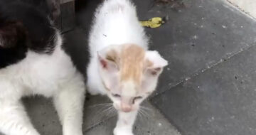 元猫駅長「福」の仔猫時代