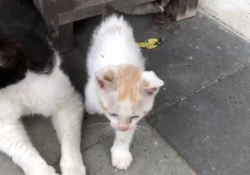 元猫駅長「福」の仔猫時代
