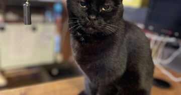 黒猫「うらら」