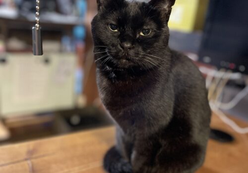 黒猫「うらら」