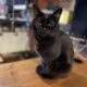 黒猫「うらら」