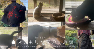テニス肘再発で着物リメイクばかりしていた暖かな初冬〜猫と暮らす2025.11.15