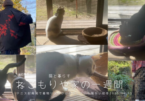 テニス肘再発で着物リメイクばかりしていた暖かな初冬〜猫と暮らす2025.11.15