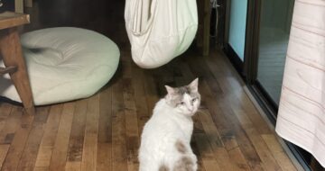 元猫駅長「福」