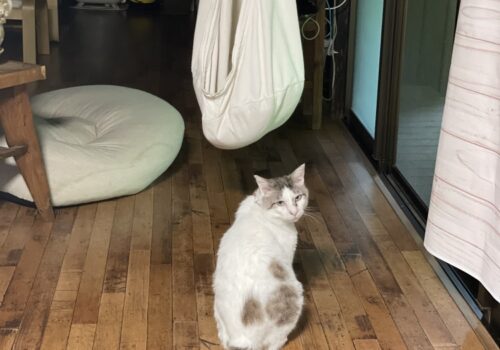 元猫駅長「福」