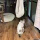 元猫駅長「福」