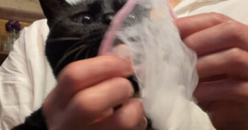 猫の爪切り「うらら」