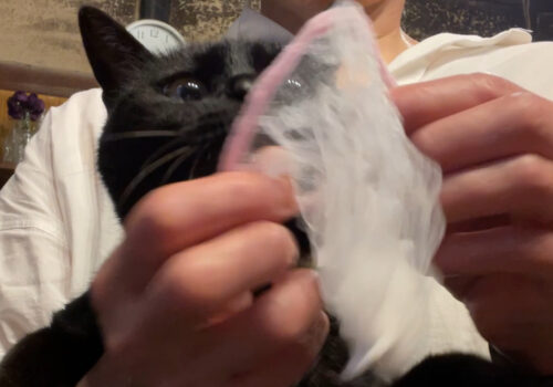 猫の爪切り「うらら」