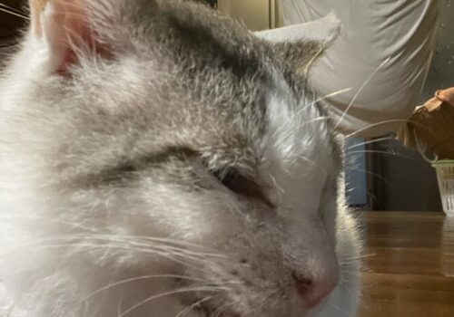 外猫から家猫になって毛がふわふわになった「福」