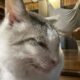 外猫から家猫になって毛がふわふわになった「福」