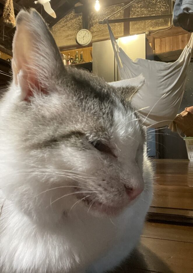 外猫から家猫になって毛がふわふわになった「福」