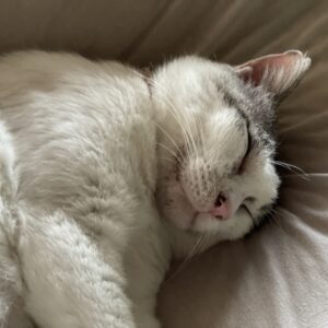 元猫駅長「福」