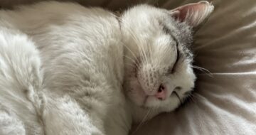 元猫駅長「福」