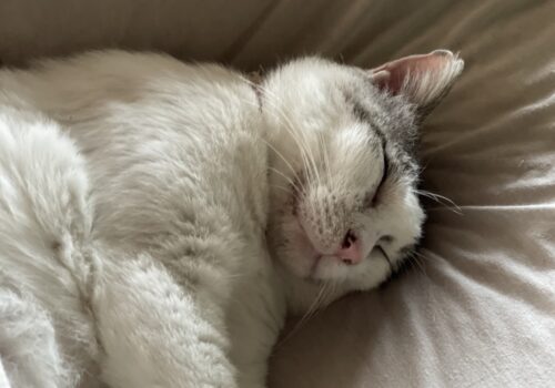 元猫駅長「福」