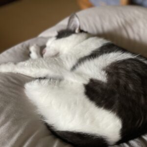 思い出したようにしゃーする「はる」