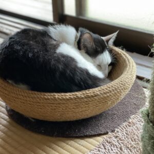 マイペースな「こごみ」