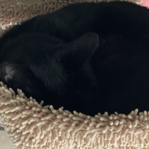 キャットタワーハンモックが「うらら」のブーム