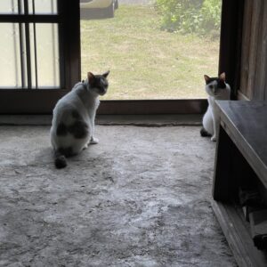 思い思いに過ごす猫たち