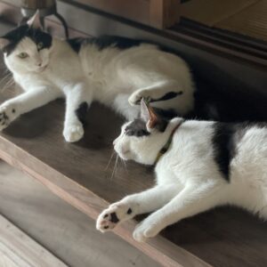 思い思いに過ごす猫たち