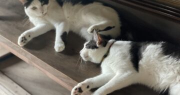 思い思いに過ごす猫たち