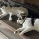 思い思いに過ごす猫たち
