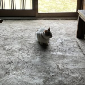 思い思いに過ごす猫たち