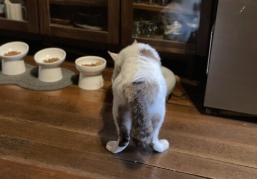 元地域猫「福」