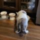 元地域猫「福」