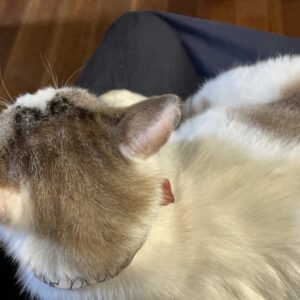 元地域猫「福」