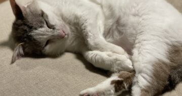 元地域猫「福」
