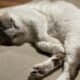 元地域猫「福」