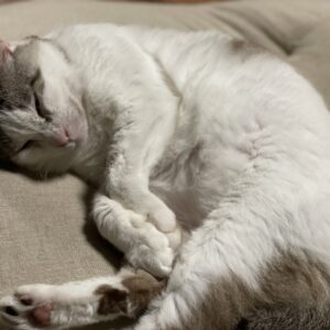 元地域猫「福」
