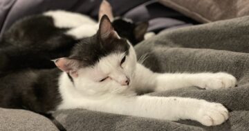 人も猫もダメにするクッション