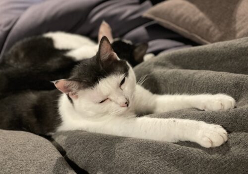 人も猫もダメにするクッション
