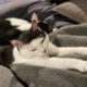 人も猫もダメにするクッション