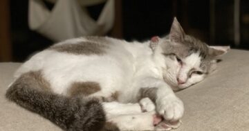 食欲と睡眠欲のみの「福」