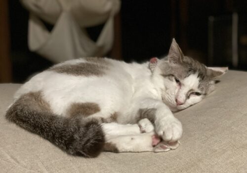 食欲と睡眠欲のみの「福」