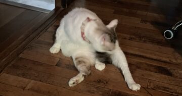 甘えん坊猫「福」