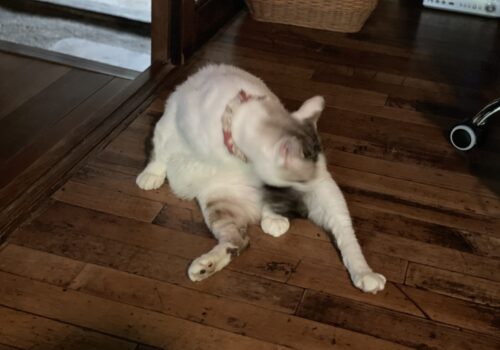 甘えん坊猫「福」