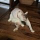 甘えん坊猫「福」