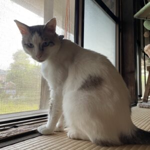 ストライプのシュシュ首輪がよく似合う「福」