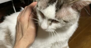 おおきな甘えん坊「福」