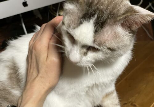 おおきな甘えん坊「福」