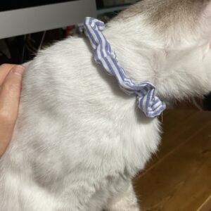 ストライプのシュシュ首輪がよく似合う「福」
